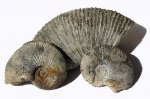 Kosmoceras из мергелевых конкреций
