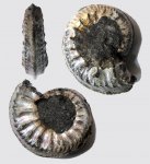 Cardioceras sp. (помогите с определением)
