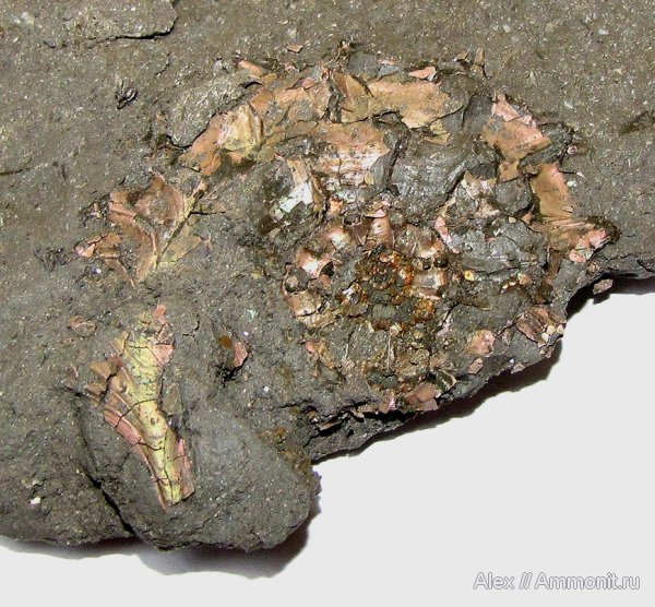 аммониты, юра, Kosmoceras, келловей, ушки, устье, Kosmoceratidae, Ammonites, Microconchs, lappets, Callovian, Jurassic, Middle Jurassic