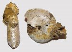 Chamoussetia sp.