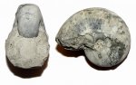 Наутилус Cenoceras wolgensis