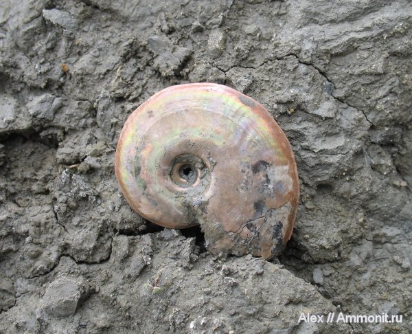аммониты, юра, Lunuloceras, келловей, Sublunuloceras, Hecticoceratinae, Sublunuloceras lonsdalii, Ammonites, Callovian, Jurassic, Middle Jurassic