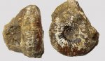 Аммонит Kepplerites