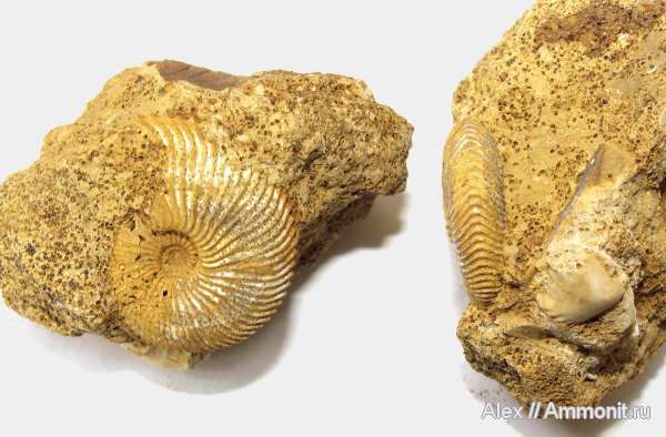 аммониты, юра, нижний келловей, келловей, Chamoussetia, Спартак, Cadoceratinae, Cardioceratidae, Ammonites, Callovian, Jurassic, Middle Jurassic, Lower Callovian