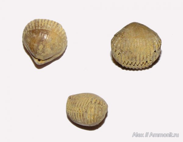 брахиоподы, юра, нижний келловей, келловей, Rhynchonellida, Callovian, Jurassic, Middle Jurassic, Lower Callovian