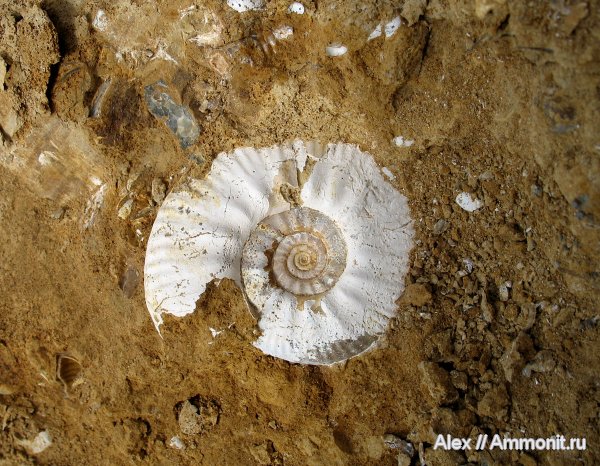 аммониты, юра, нижний келловей, келловей, Perisphinctidae, Proplanulites, Ammonites, Callovian, Jurassic, Middle Jurassic, Lower Callovian