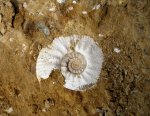 Proplanulites  в породе