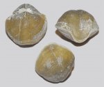 Choristites mosquensis 2