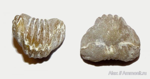 брахиоподы, карбон, Голутвин, каменноугольный период, Carboniferous, Rhynchonellida