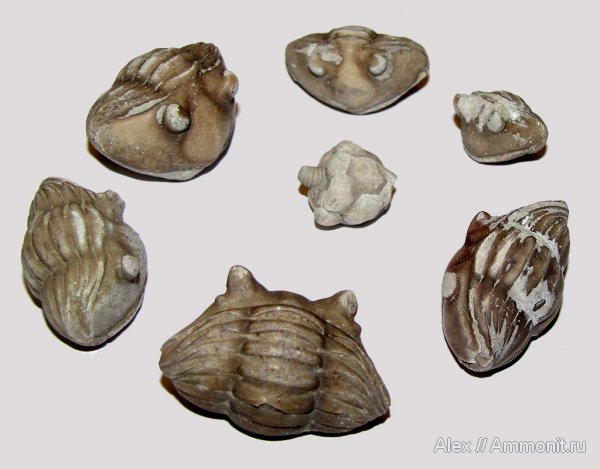 трилобиты, цистоидеи, Asaphus, Erinocystis, Erinocystis sculpta