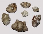 Трилобиты Asaphus и Erinocystis sculpta