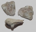 Трилобит Megistaspidella extenuata