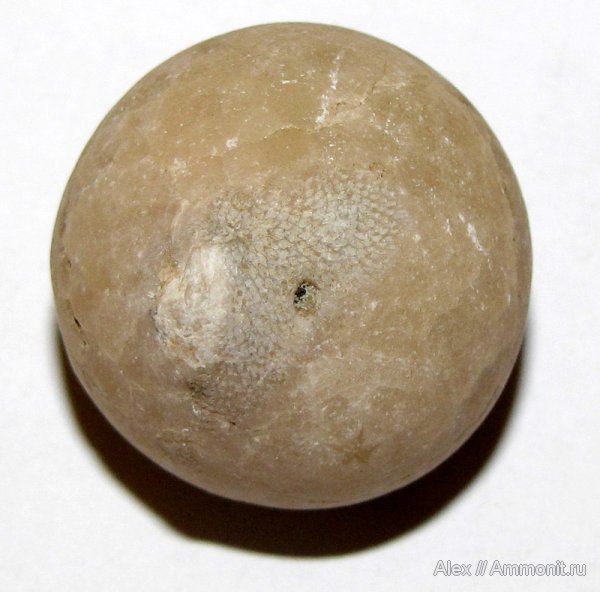 ордовик, р. Волхов, цистоидеи, эхиносферитесы, Echinosphaerites, Echinosphaerites aurantium, Ordovician