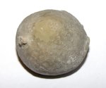 Цистоидея Echinosphaerites aurantium в деталях