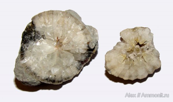 иглокожие, ордовик, цистоидеи, Echinosphaerites, Echinosphaerites aurantium, Ordovician