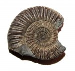 Parkinsonia с ушком Parkinsonia с ушком