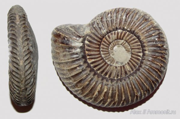 аммониты, юра, бат, байос, Карачаево-Черкессия, Parkinsonia, Ammonites, Parkinsoniidae, Bathonian, Bajocian, Jurassic