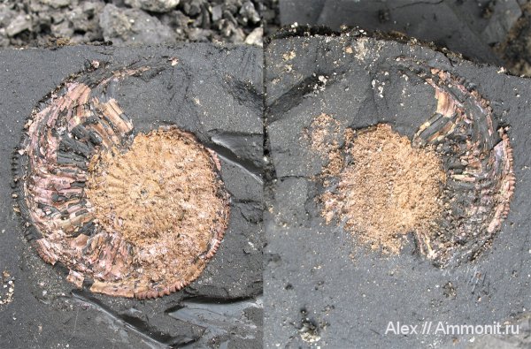 аммониты, Цемгигант, оксфорд, Amoeboceras, Amoeboceras ilovaiskii, устье, Cardioceratidae, Ammonites, Cardioceratinae, Oxfordian