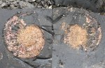 Amoeboceras ilovaiskii