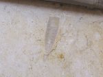 Нетания: King Solomon, фото 2