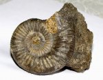 Indosphinctes nikitinoensis - микроконх с ушками
