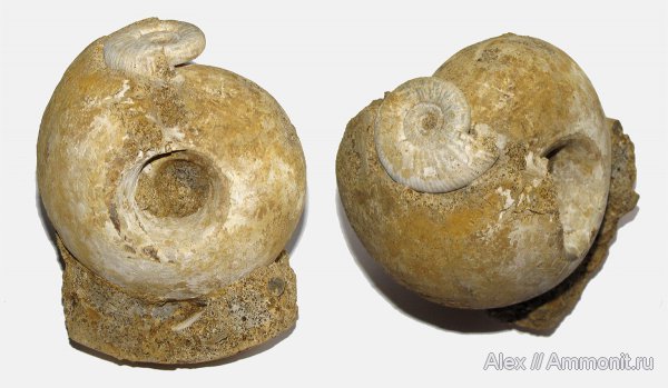 аммониты, юра, нижний келловей, келловей, Rondiceras, Indosphinctes, Perisphinctidae, Rondiceras tcheffkini, Cadoceratinae, Cardioceratidae, Ammonites, Callovian, Jurassic, Middle Jurassic, Lower Callovian