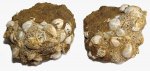 Скопление брахиопод Zeilleria sp.
