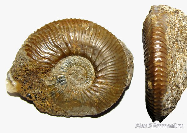 аммониты, юра, Kosmoceras, микроконхи, келловей, Никитино, Kosmoceratidae, Gulielmiceras, Ammonites, Microconchs, Callovian, Jurassic, Middle Jurassic