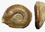 Kosmoceras (Gulielmiceras) sp.