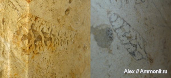 гастроподы, Израиль
