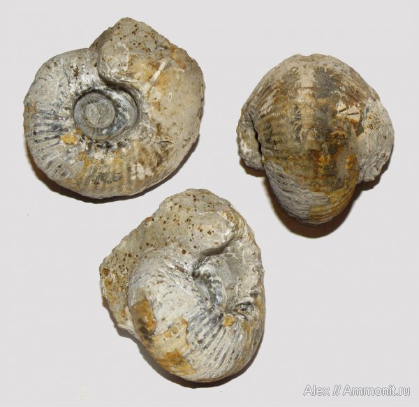 аммониты, юра, Пески, Eboraciceras, Eboraciceras carinatum, Cardioceratidae, Ammonites, Quenstedtoceratinae, Jurassic