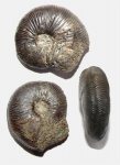 Деформированный Kosmoceras sp.