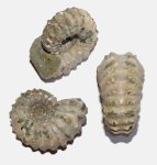 Douvilleiceras mammilatum