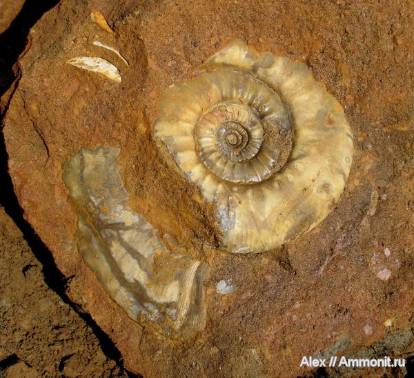 аммониты, юра, келловей, Indosphinctes mutatus, Indosphinctes, Никитино, Perisphinctidae, Ammonites, Callovian, Jurassic, Middle Jurassic
