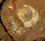 Indosphinctes mutatus с устьем