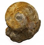 Микроконх Indosphinctes mutatus