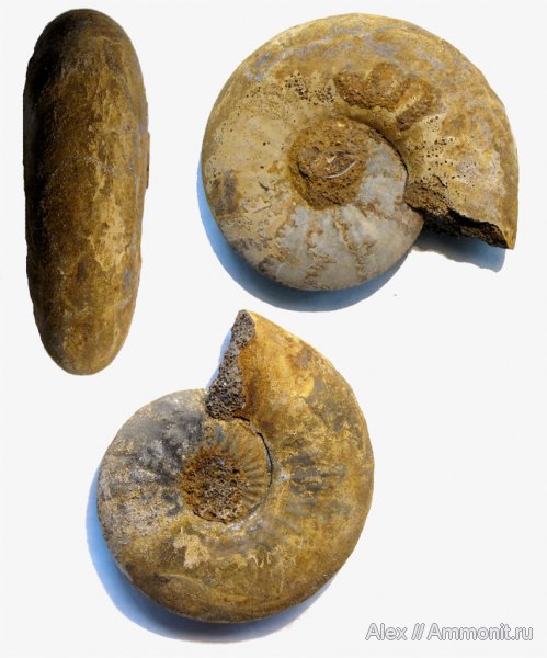 аммониты, Kosmoceras, нижний келловей, келловей, Никитино, Sigaloceras, Kosmoceratidae, Kosmoceras enodatum, Ammonites, Callovian, Middle Jurassic, Lower Callovian