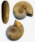 Kosmoceras enodatum