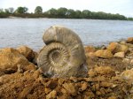 Indosphinctes mutatus на фоне Оки