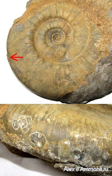 аммониты, юра, двустворки, нижний келловей, келловей, Indosphinctes mutatus, Indosphinctes, Perisphinctidae, Ammonites, эпибионты, Callovian, Jurassic, Middle Jurassic, Lower Callovian