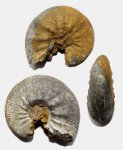 Жилая камера Kosmoceras planicerclus