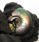 Craspedites sp.