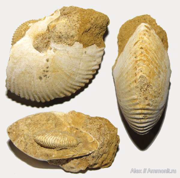 аммониты, юра, нижний келловей, келловей, Chamoussetia, Спартак, Cadoceratinae, Cardioceratidae, Ammonites, Callovian, Jurassic, Middle Jurassic, Lower Callovian