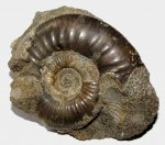 Indosphinctes sp., микроконх с устьем