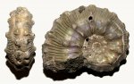 Kosmoceras gemmatum со Спартака
