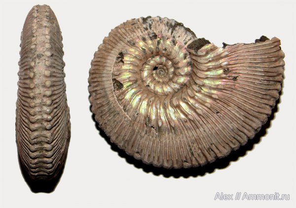 аммониты, юра, Kosmoceras, келловей, Kosmoceras proniae, Kosmoceratidae, Ammonites, Callovian, Jurassic, Middle Jurassic