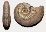 Kosmoceras proniae со Спартака