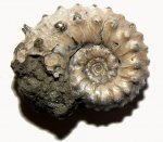 Маленький Kosmoceras