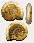 Аммонит Anaplanulites sp.?