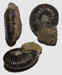 Pseudocadoceras sp.